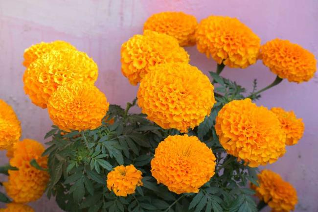 Combining images of the most beautiful marigolds