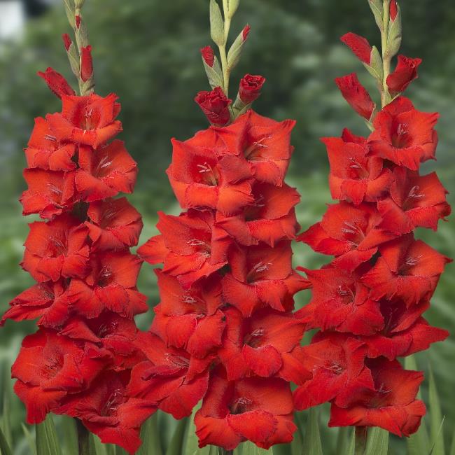 Zusammenfassung der schönsten roten Gladiolenbilder
