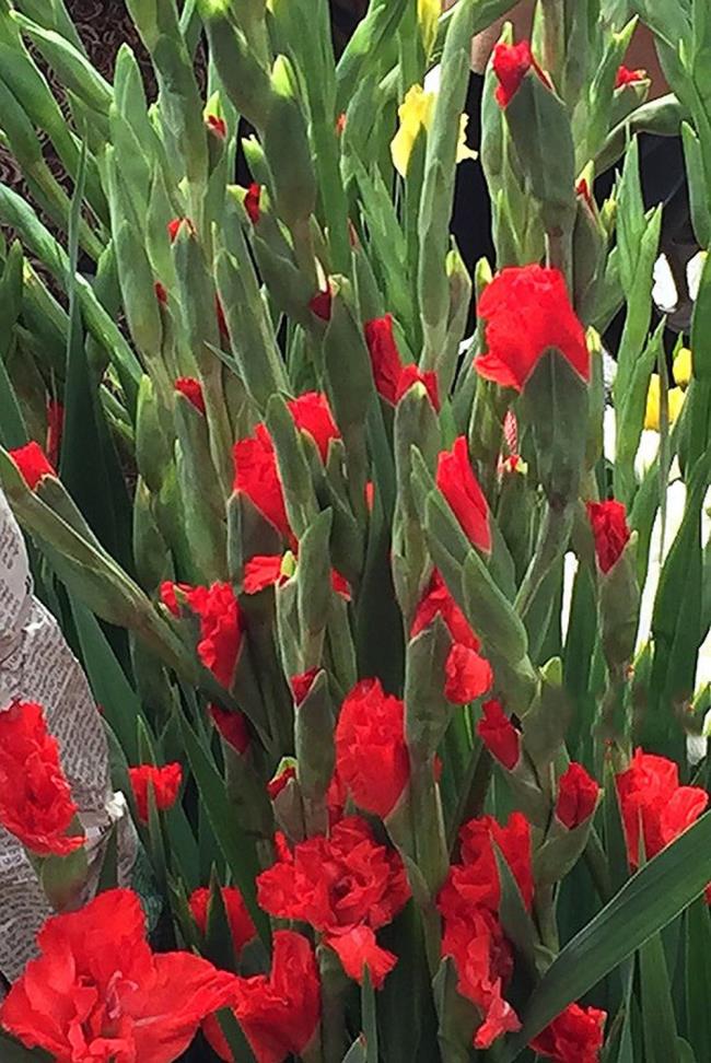 خلاصه ای از زیباترین تصاویر قرمز گلولیو