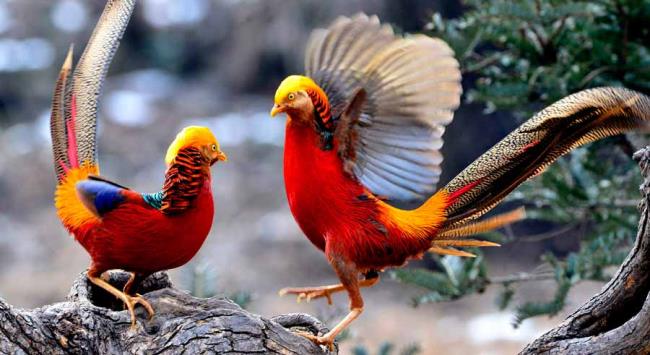 Sintesis burung emas yang paling indah