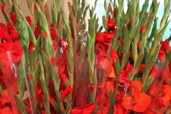 Riepilogo delle più belle immagini di gladiolo rosso