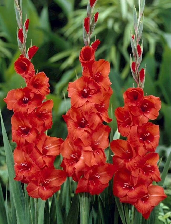 Summary of the most beautiful red gladiolus pictures