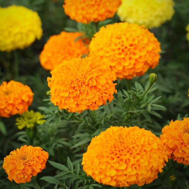 Menggabungkan gambar marigold yang paling indah