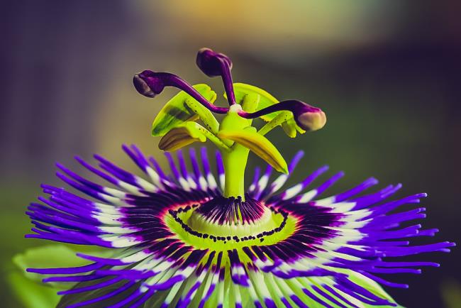 Łącząc zdjęcia najpiękniejszego kwiatu pasji