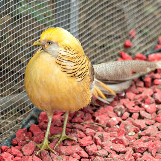 Synthesis of the most beautiful golden pheasant