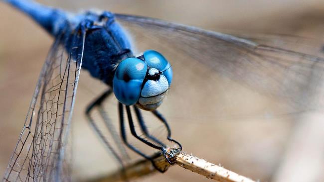 Coleção das mais belas imagens de libélulas