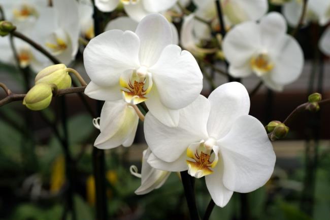 Gambar orkid putih yang cantik 61