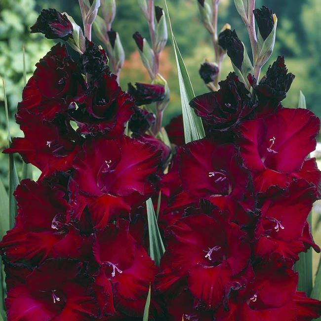 Ringkasan gambar gladiol merah yang paling indah