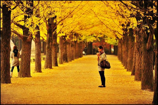 Top 50 most beautiful yellow wallpaper images