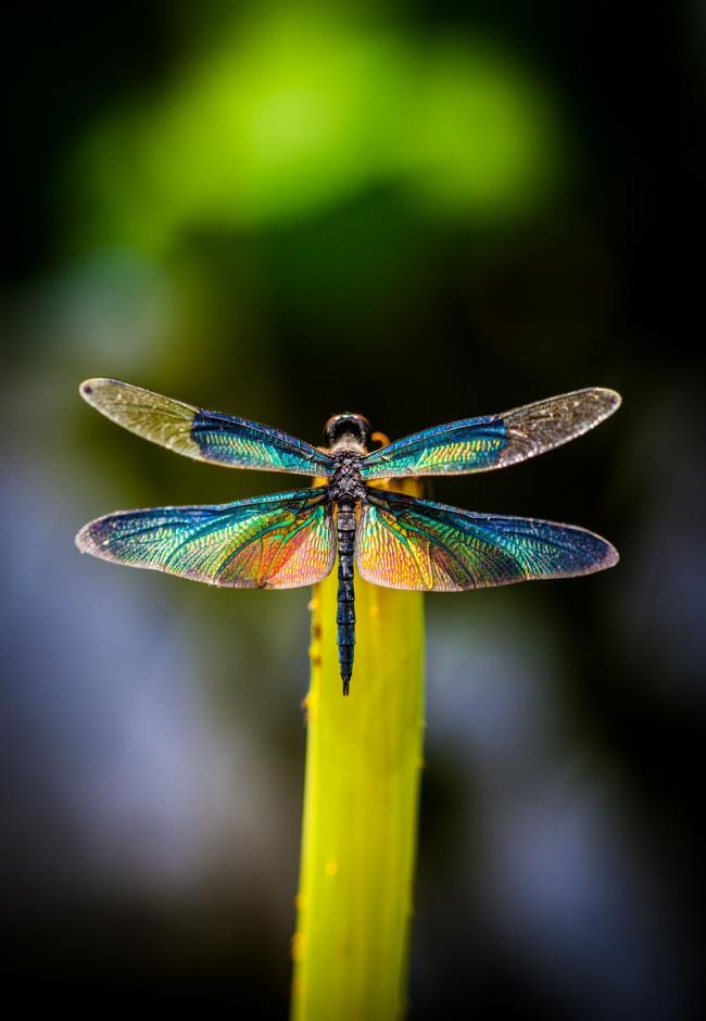 Collection des plus belles images de libellule
