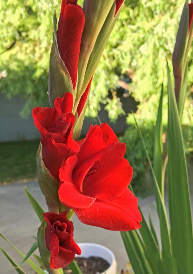 Zusammenfassung der schönsten roten Gladiolenbilder