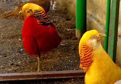 Synthesis of the most beautiful golden pheasant