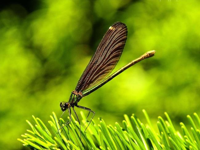 Коллекция самых красивых изображений стрекозы