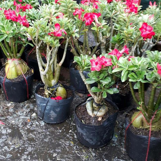 Instructies om porseleinen bloemen goed te planten en te verzorgen
