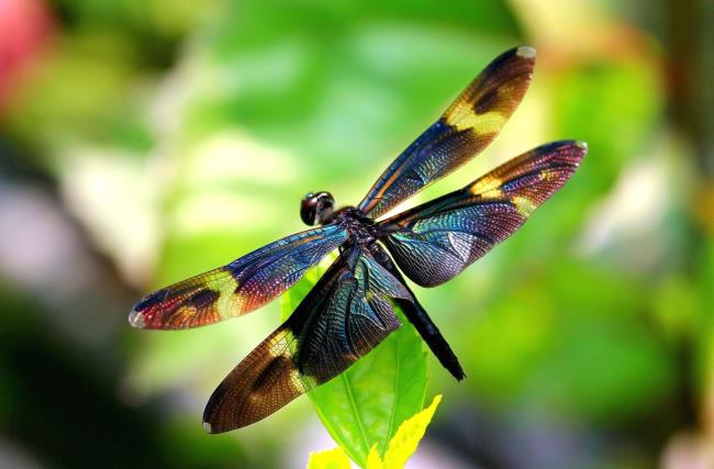 Sammlung der schönsten Libellenbilder