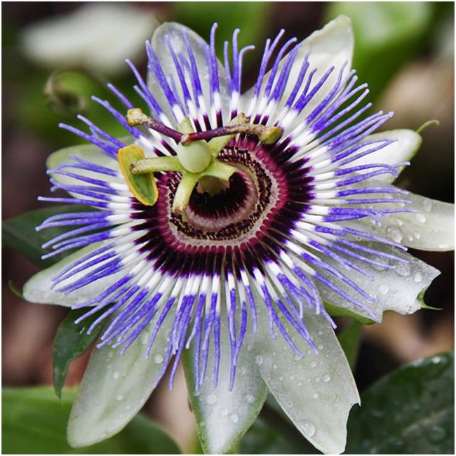 Combining images of the most beautiful passion flower