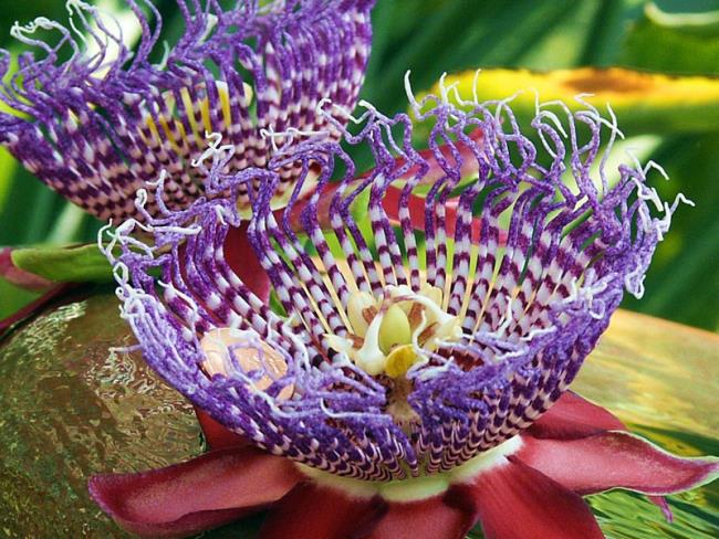 Combining images of the most beautiful passion flower