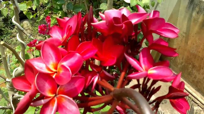 Zdjęcia pięknych czerwonych kwiatów porcelany