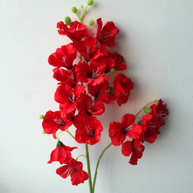 Riepilogo delle più belle immagini di gladiolo rosso
