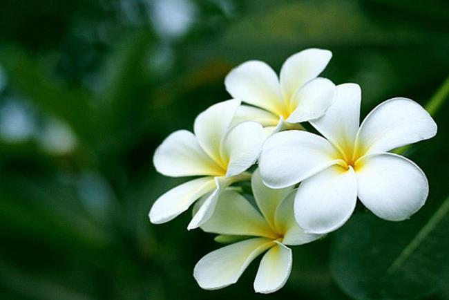 Gambar bunga porselen putih yang indah