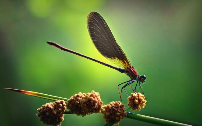 Sammlung der schönsten Libellenbilder
