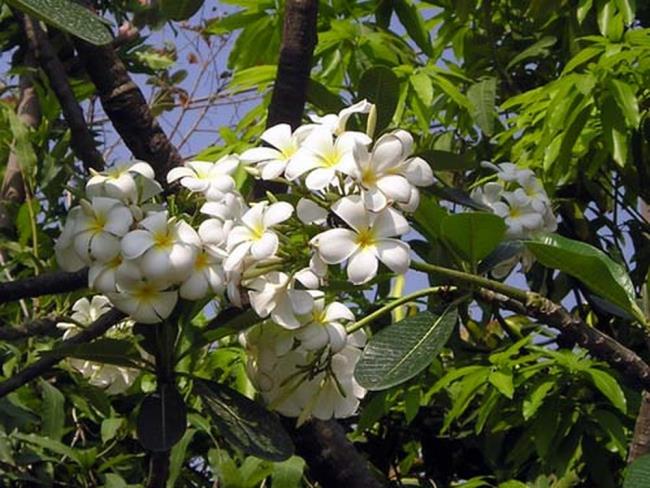 सुंदर सफेद चीनी मिट्टी के बरतन फूल छवि