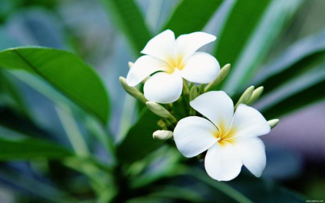 Gambar bunga porselin putih yang cantik