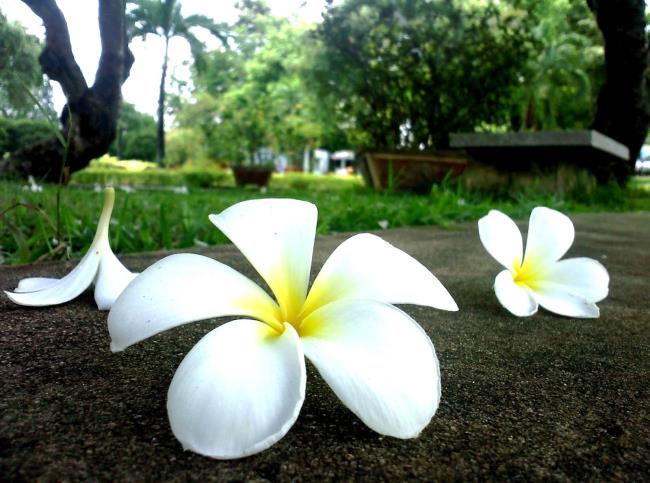 Beautiful white porcelain flower image