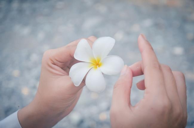 美しい白磁の花の画像