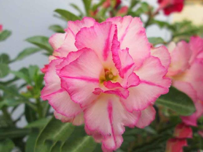 Mooie roze porseleinen bloemplaatjes