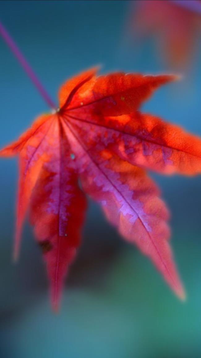Сводка самых красивых красных кленовых листьев