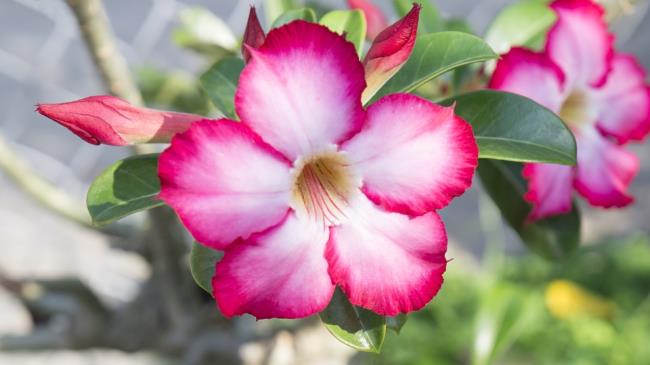 Piękne zdjęcia kwiatów różowej porcelany