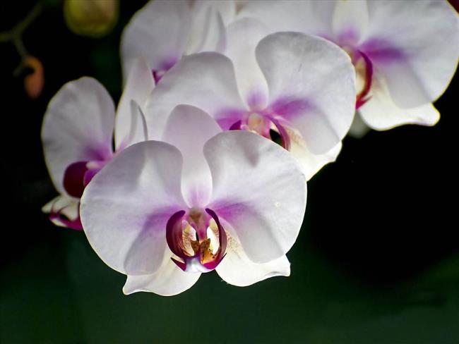 Картинки красивых орхидей 94