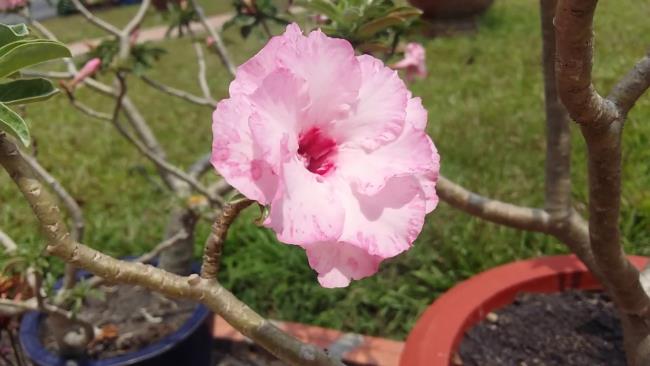सुंदर गुलाबी चीनी मिट्टी के बरतन फूल चित्र