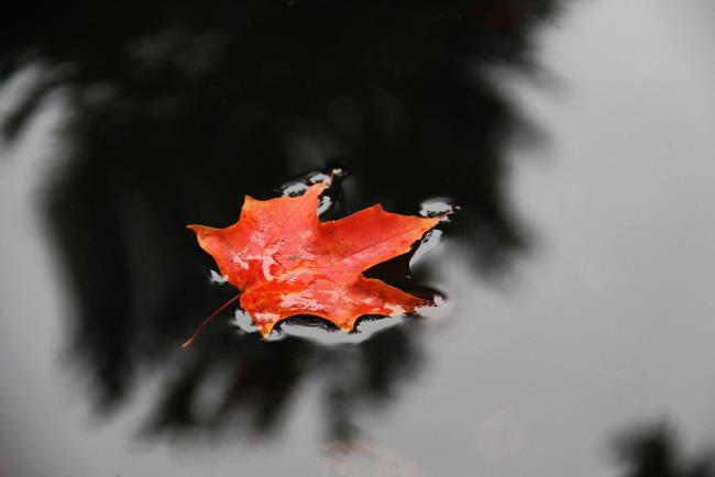 Résumé des plus belles feuilles d'érable rouge