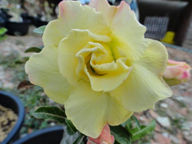 Foto's van prachtige gele porseleinen bloemen