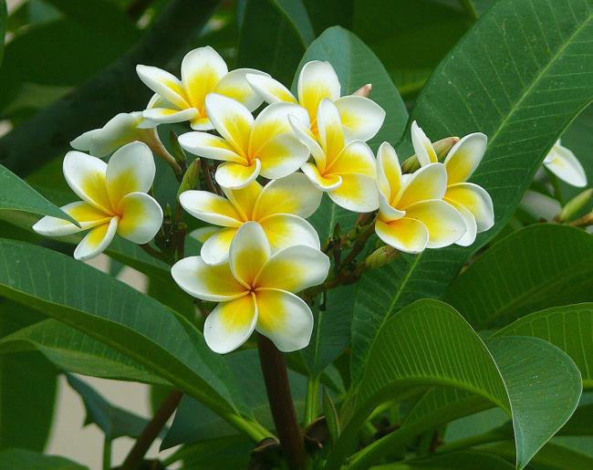 Photos de belles fleurs en porcelaine jaune