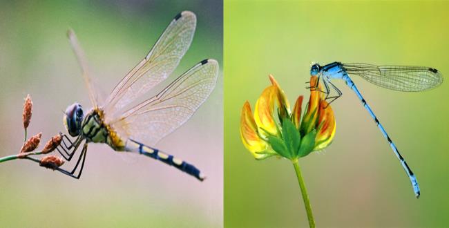 Coleção das mais belas imagens de libélulas