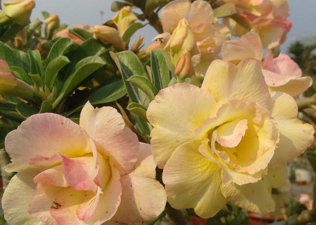 صور جميلة من زهور البورسلين الأصفر
