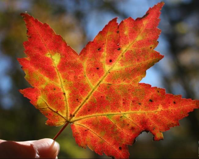 Résumé des plus belles feuilles d'érable rouge