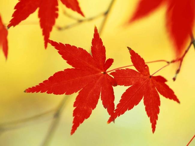 Сводка самых красивых красных кленовых листьев
