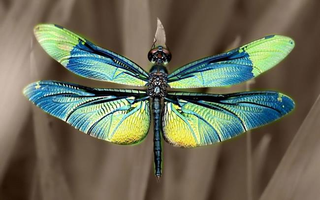 Коллекция самых красивых изображений стрекозы