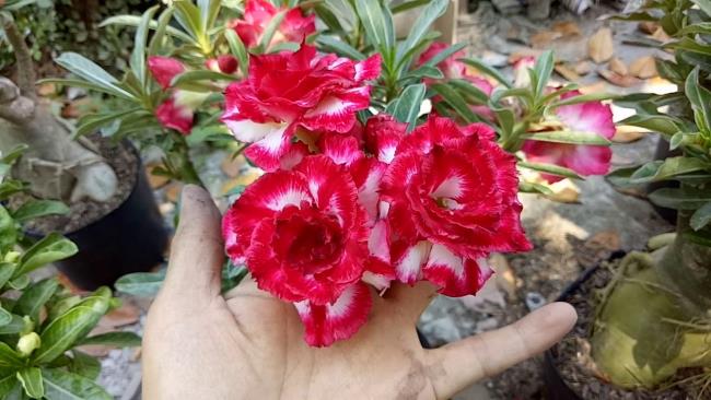 이미지 도자기 꽃 태국 새로운 아름다운 품종