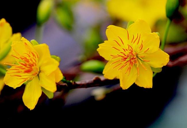 زهور المشمش الذهبية في عطلة تيت 4