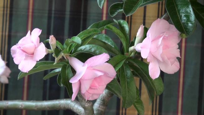Afbeelding porselein bloem Thailand nieuwe mooie variëteiten