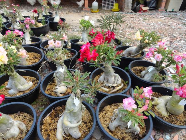 Image porcelain flower Thailand new beautiful varieties