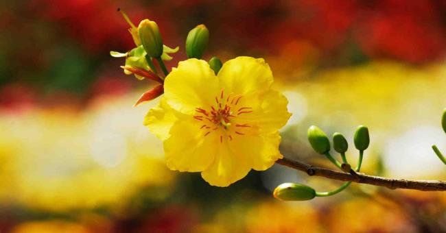 Fotos de flores de damasco douradas no ano novo 8
