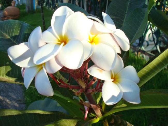 Gambar bunga porselen Thailand varietas baru yang indah