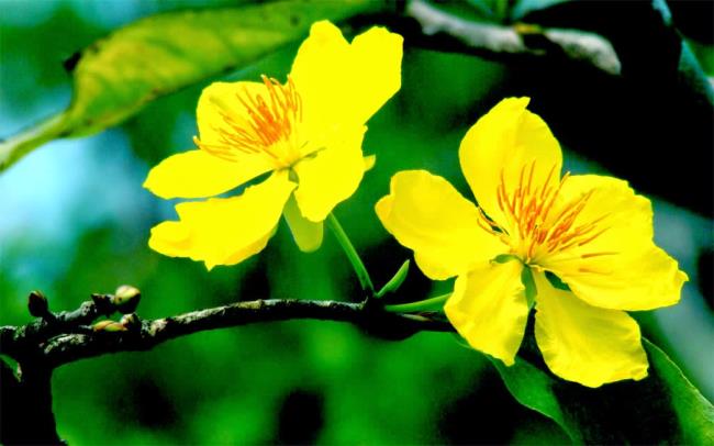 नव वर्ष 9 पर स्वर्ण खुबानी फूल