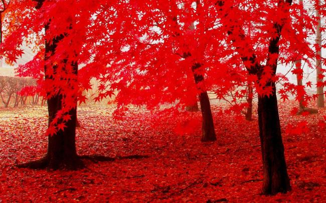 Zusammenfassung der schönsten roten Ahornblätter
